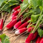 Potagères - Radis Fluo HF1 - Ruban de graines - 5 m  - face recto